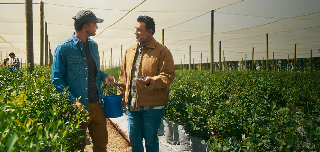 Hombre sostiene un puñado de bayas mientras otro hombre con gorra sostiene un cubo azul.